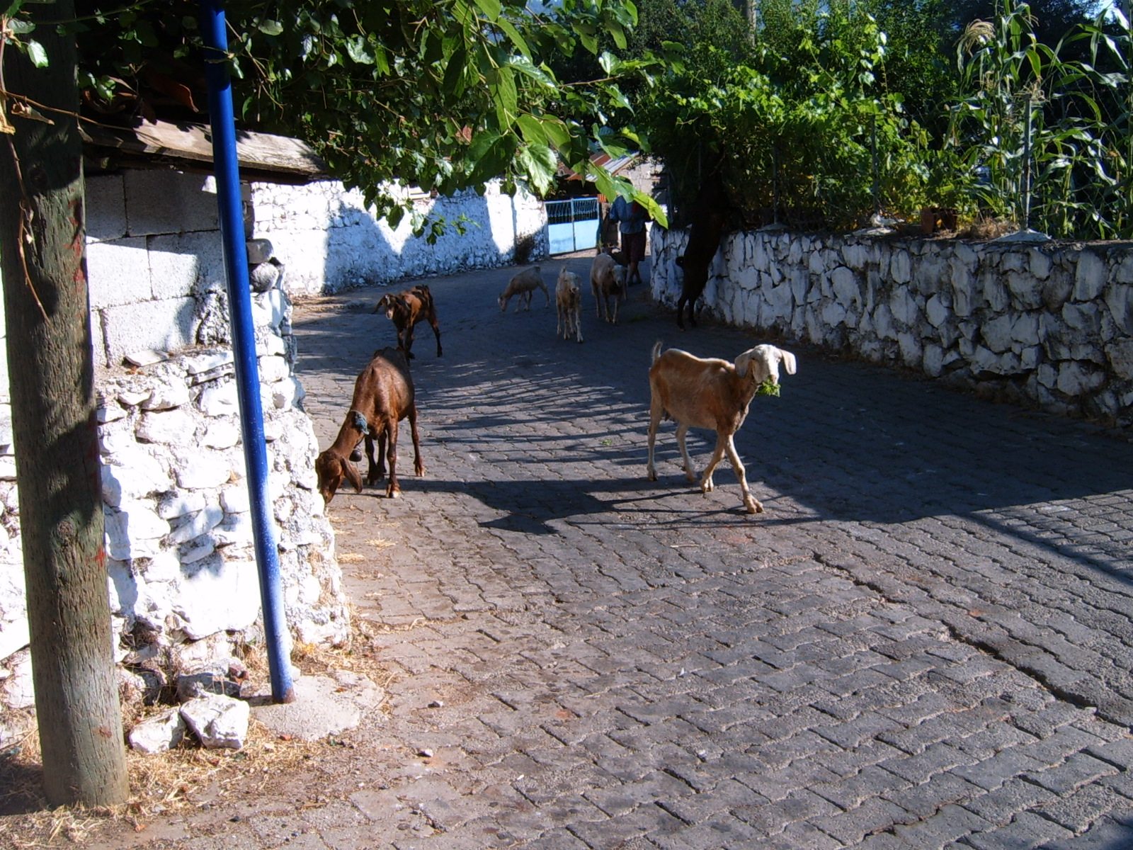 Karia Yolu - Bozburun Yarımadası - 1. etap: Gölenye - Bayır
