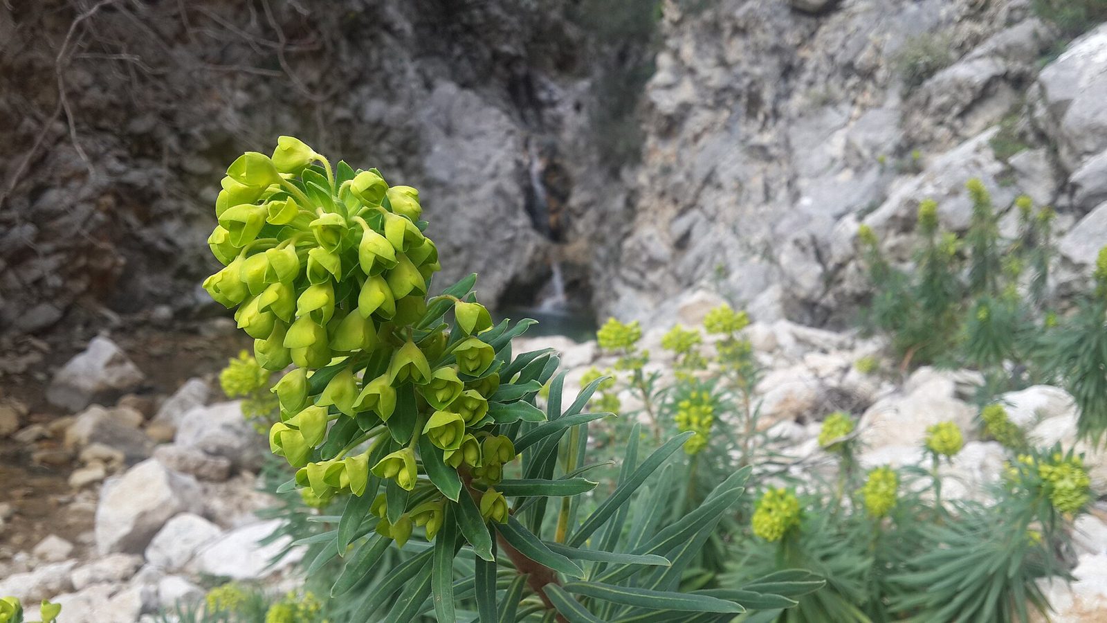 Fethiye Yolu: Alinca - Faralya